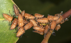 Eurymeloides pulchra