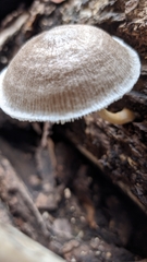 Agaricales