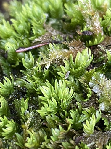 Fissidens bryoides