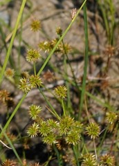 Juncus scirpoides