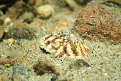 Testudinalia testudinalis