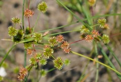 Juncus scirpoides