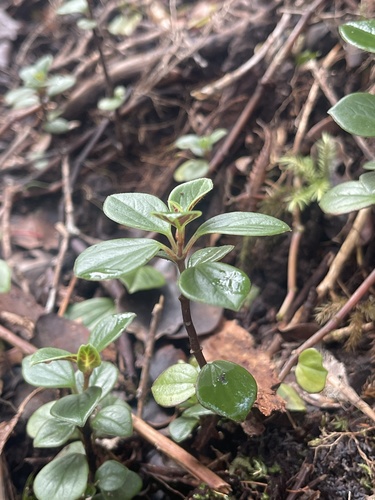 Peperomia hypoleuca, 2022-01-03