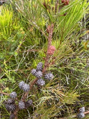 Allocasuarina thalassoscopica