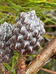 Allocasuarina thalassoscopica