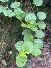 Stenogyne microphylla