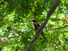 Halcyon smyrnensis