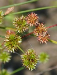 Juncus scirpoides