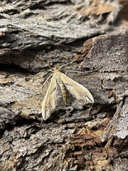 Lineodes elcodes