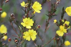 Hibbertia gracilipes