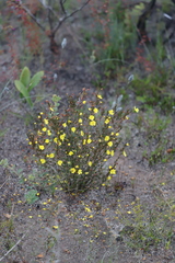 Hibbertia gracilipes