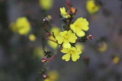 Hibbertia gracilipes