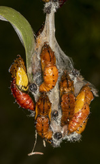 Delias harpalyce