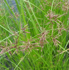 Cyperus longus tenuiflorus