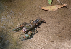 Temnosewellia