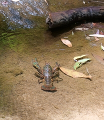 Temnosewellia