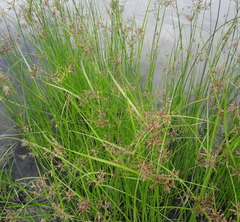 Cyperus longus tenuiflorus