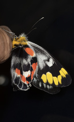Delias harpalyce