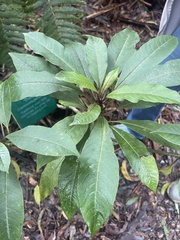 Clermontia parviflora