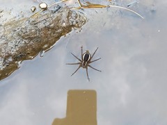 Dolomedes fimbriatus