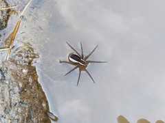Dolomedes fimbriatus