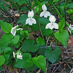Viola sieheana