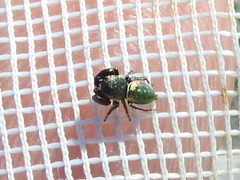Sassacus papenhoei