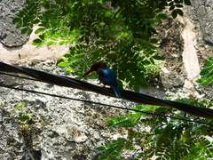 Halcyon smyrnensis