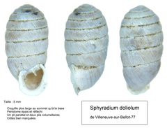 Sphyradium doliolum