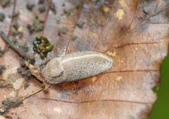 Tandonia rustica
