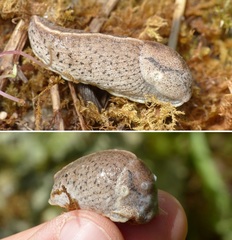 Tandonia rustica