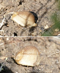Testacella haliotidea