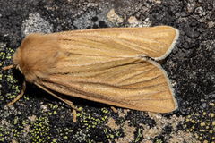Ichneutica ceraunias