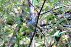 Myiornis auricularis