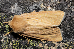 Ichneutica ceraunias