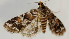Elophila responsalis