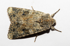 Ichneutica cuneata