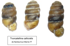Truncatellina callicratis