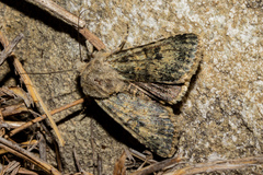 Ichneutica cuneata
