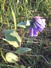Mertensia longiflora