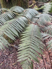 Cibotium glaucum