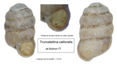Truncatellina callicratis