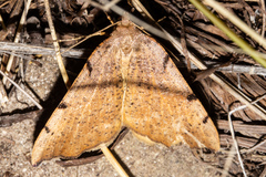 Sestra humeraria