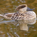 Marbled Teal - Photo (c) jjulio2000, some rights reserved (CC BY-NC)