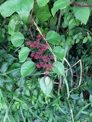 Cissus biformifolia
