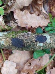 Annulohypoxylon stygium