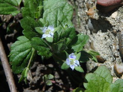 Veronica agrestis