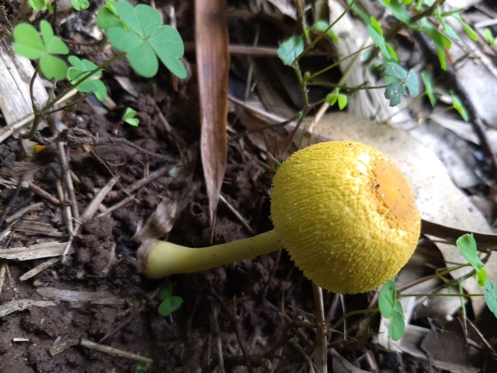 Leucocoprinus birnbaumii · February 2021 · photo: © evaristoso (iNaturalist, cc-by)