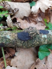 Annulohypoxylon stygium