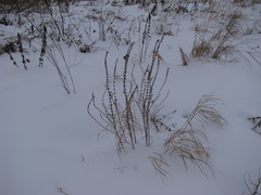 Leonurus quinquelobatus